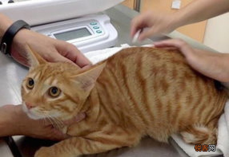 猫都需要打什么疫苗