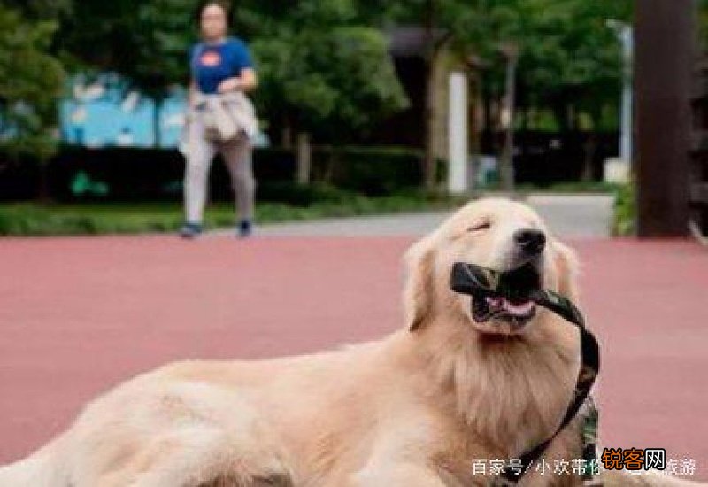 一岁的金毛还能训练吗