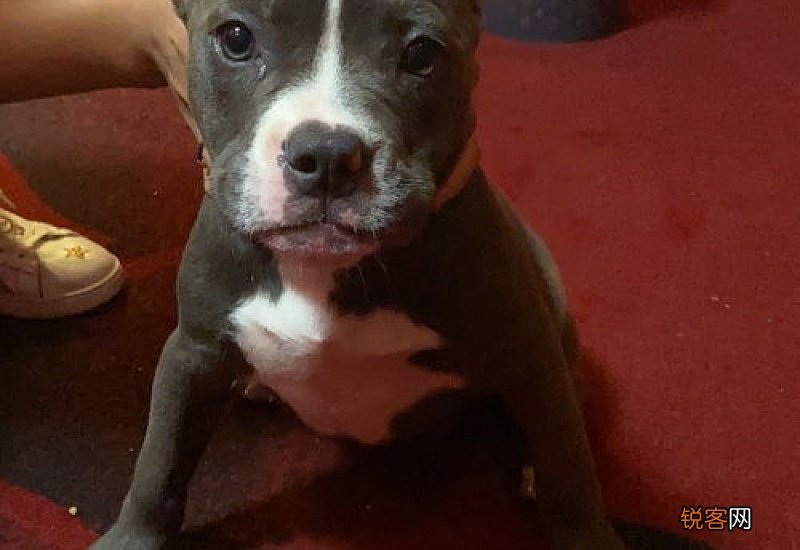 恶霸幼犬怎么看品相图解