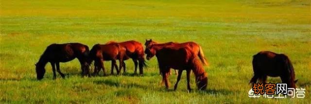 内蒙古有哪些有名的流行歌曲？