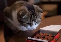 猫咪怎么喂养比较好