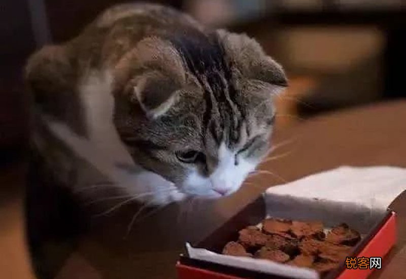 猫咪怎么喂养比较好