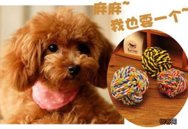 幼犬磨牙期是几个月