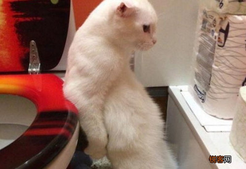 猫咪站立原因