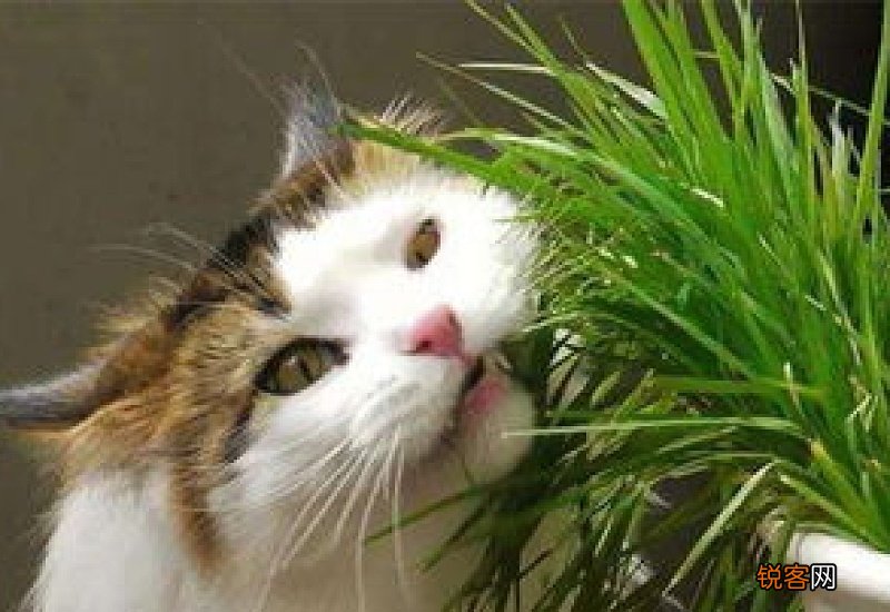 猫吐黄黄的糊是什么