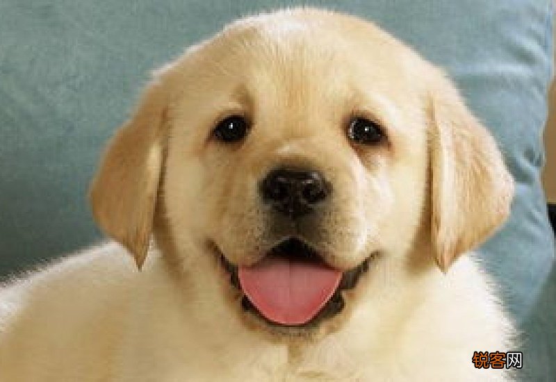 柴犬和拉布拉多哪个更适合家养