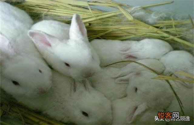 现在养兔子的行情怎么样？养殖需要注意什么？