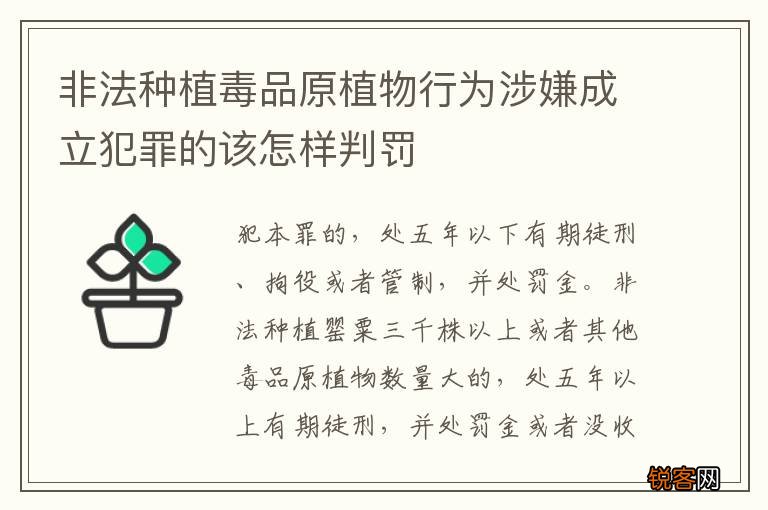 非法种植毒品原植物行为涉嫌成立犯罪的该怎样判罚