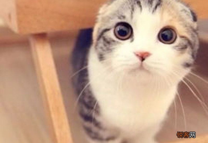 猫尿道破裂