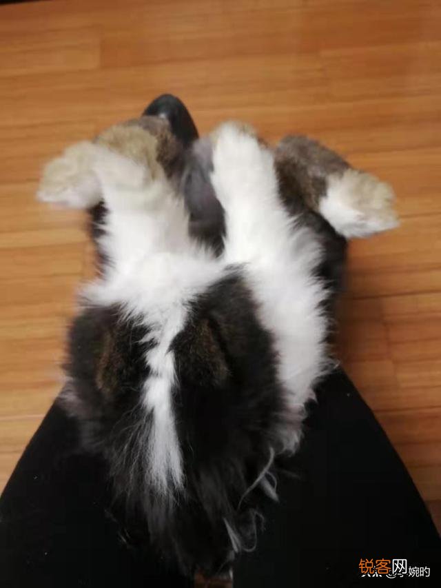 有没有懂养兔子的？有什么好的养兔经验？