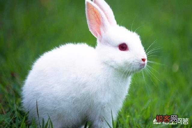 有没有懂养兔子的？有什么好的养兔经验？