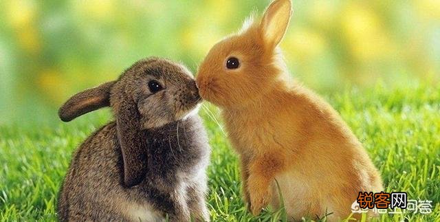 有没有懂养兔子的？有什么好的养兔经验？