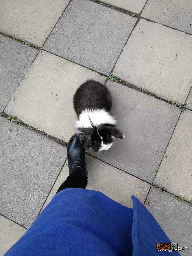 有没有懂养兔子的？有什么好的养兔经验？