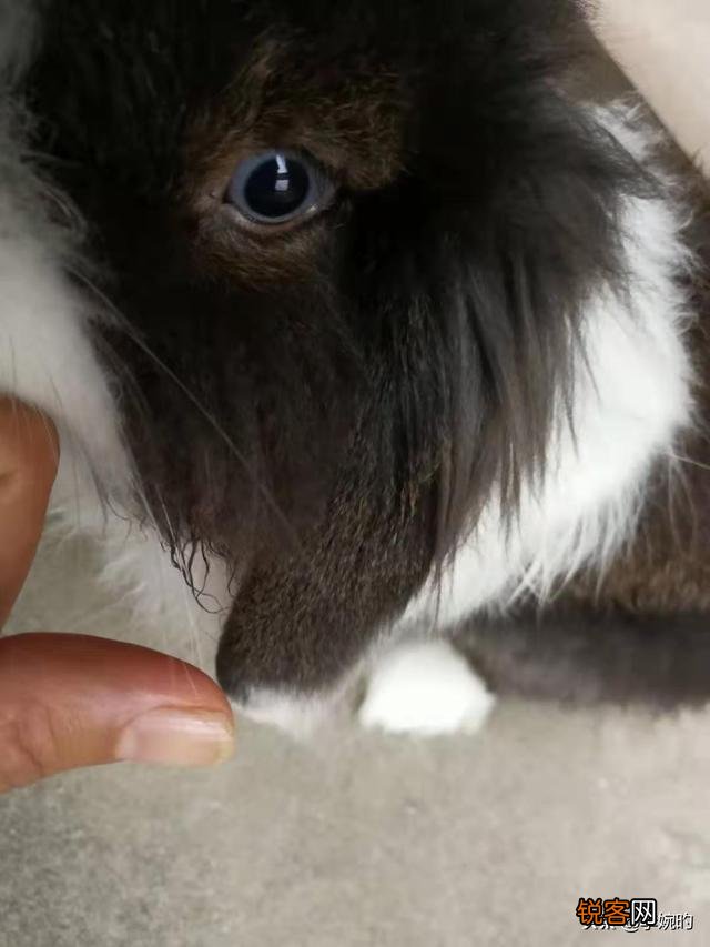 有没有懂养兔子的？有什么好的养兔经验？