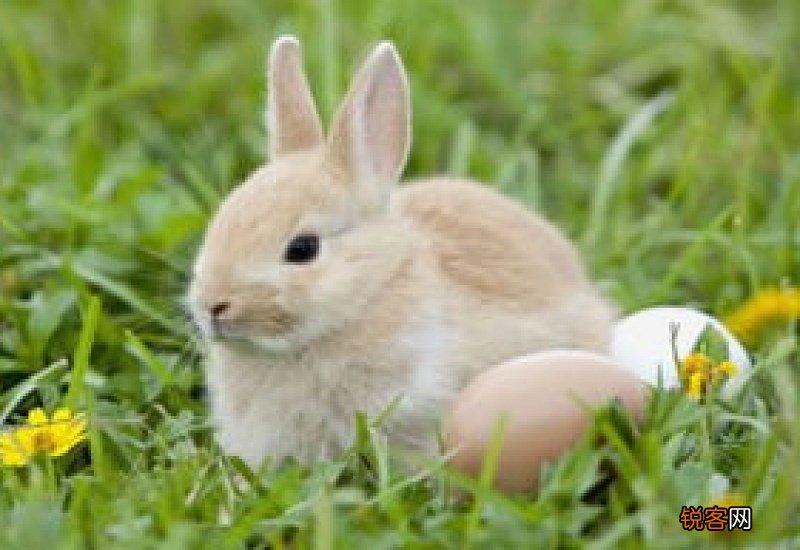 兔子全身无力站不稳抽搐