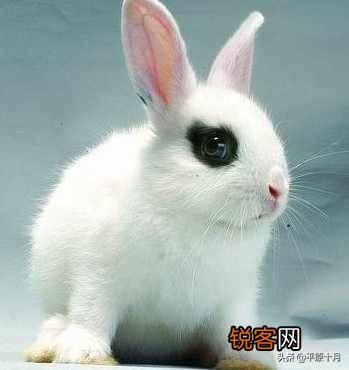 兔子可不可以当宠物养,养兔子应该注意什么？它喜欢吃什么？