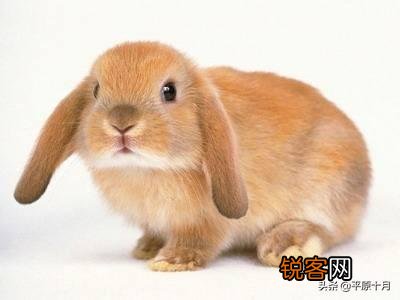 兔子可不可以当宠物养,养兔子应该注意什么？它喜欢吃什么？