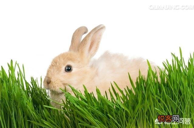 小兔怎样喂？
