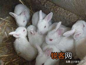 疫情过后想在家养殖兔子,懂行的人有什么宝贵的意见？