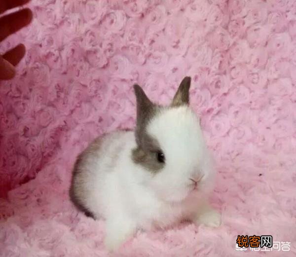 怎样养好兔子呢？
