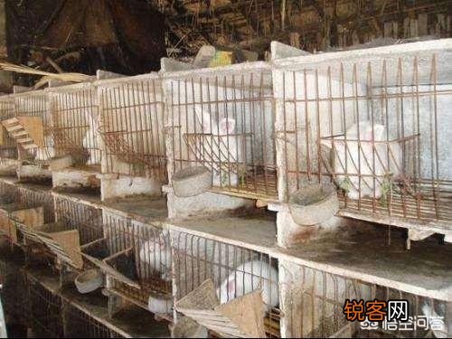 怎样养好兔子呢？