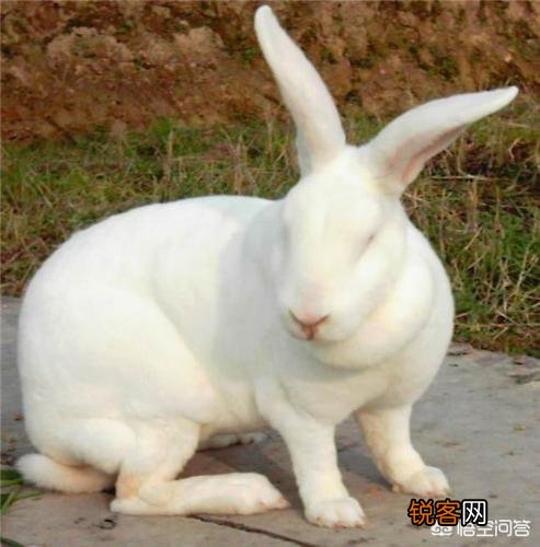 怎样养好兔子呢？