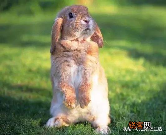 什么季节适合养兔子？