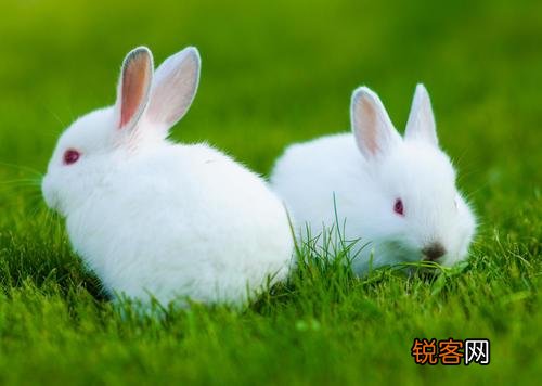 什么季节适合养兔子？