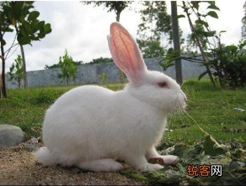 什么季节适合养兔子？