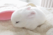 什么季节适合养兔子？
