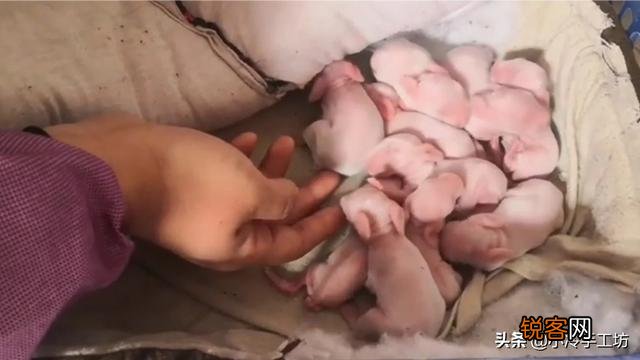 兔子下崽怎么养？