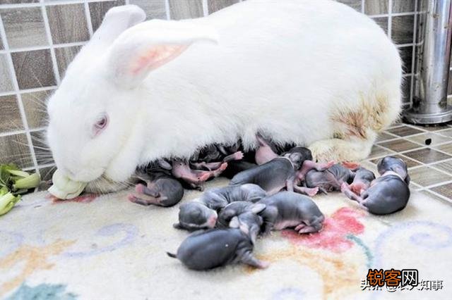 兔子下崽怎么养？