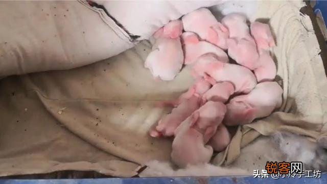 兔子下崽怎么养？