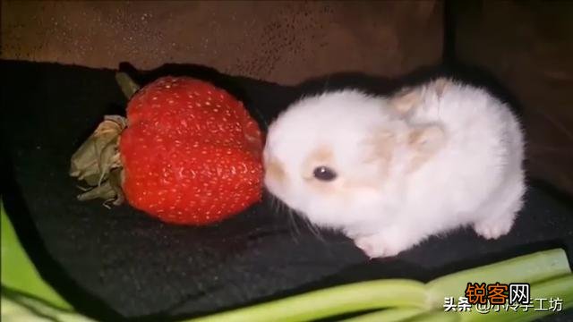 兔子下崽怎么养？