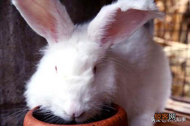 兔子下崽怎么养？