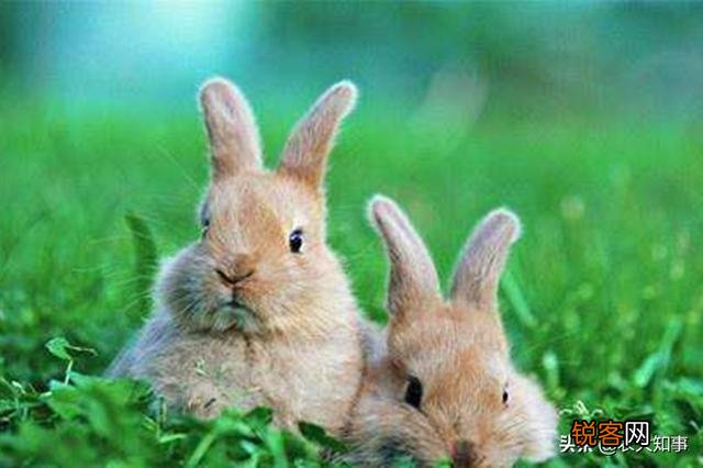 兔子下崽怎么养？