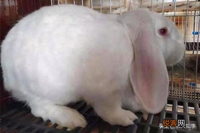 兔子下崽怎么养？