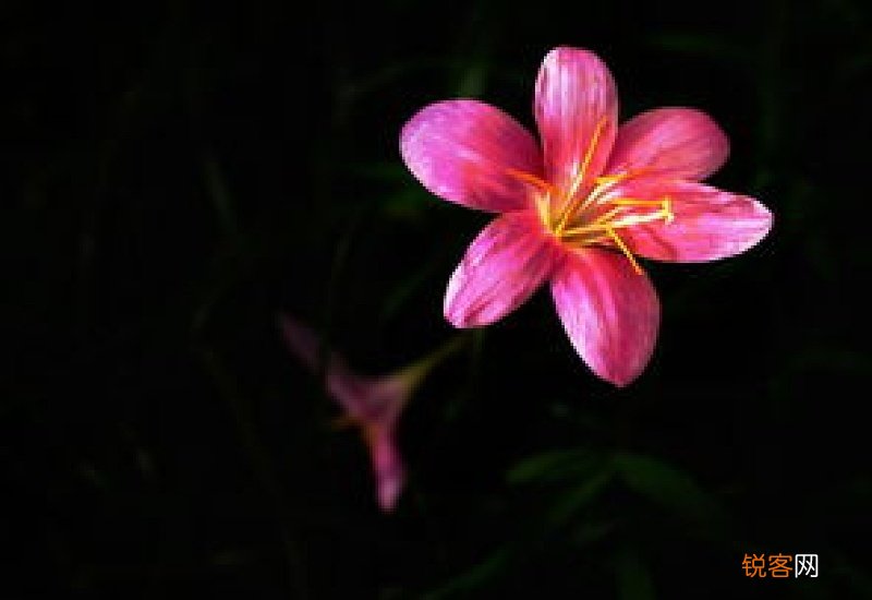 葱莲花语和寓意