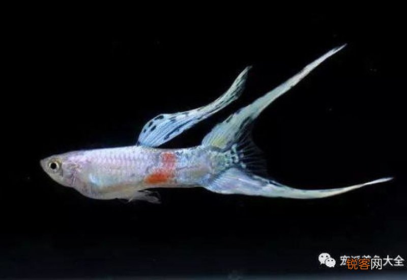 孔雀鱼成鱼多大