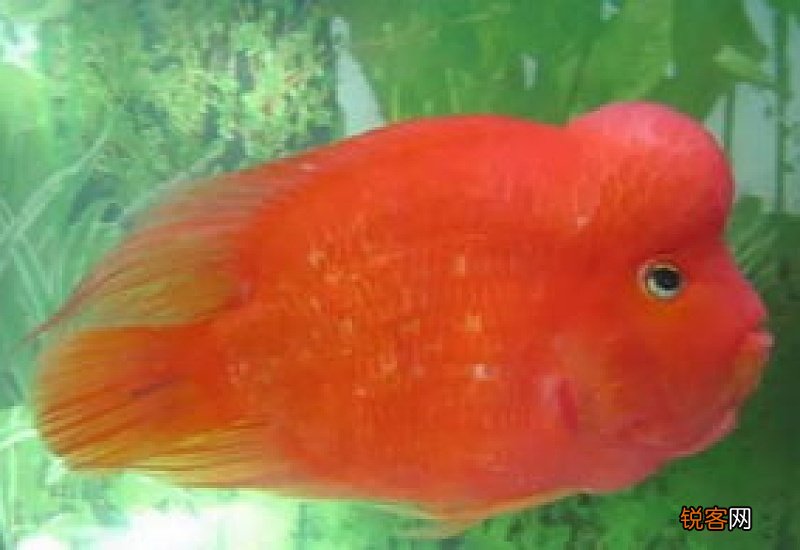 鹦鹉鱼和什么鱼可以繁殖