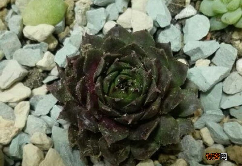 长生草是什么