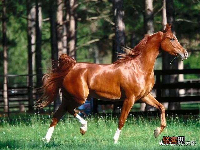 历史上的“汗血宝马”真的流血汗吗？