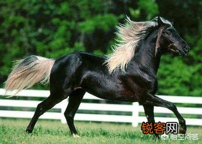 三大纯种马之一的汗血宝马,何时传入中国的？现在还存在吗？