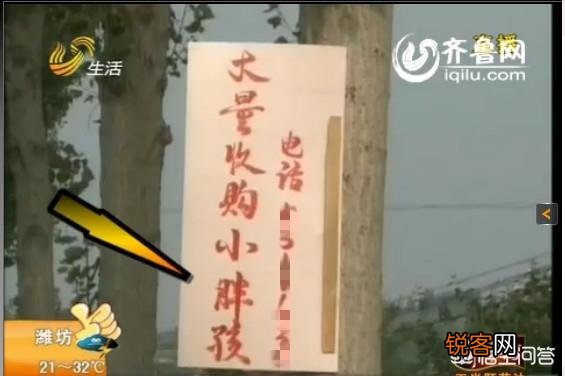 过去农村孩子常抓来喂鸡的“瞎打碰”,为什么现在越来越少了？