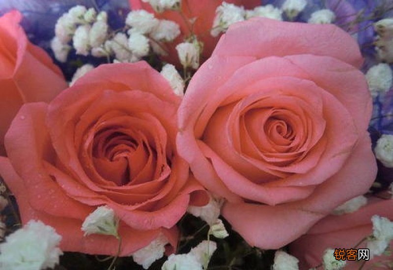 香槟色的玫瑰花花语是什么