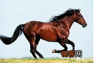 传说中的汗血宝马真的存在吗？