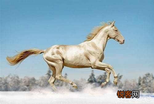 古代真的有汗血宝马吗？现如今的汗血宝马又在哪里？
