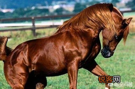 古代真的有汗血宝马吗？现如今的汗血宝马又在哪里？