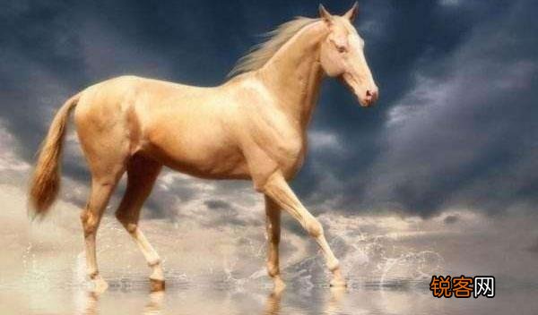 关羽的汗血宝马到底是有多么珍贵？