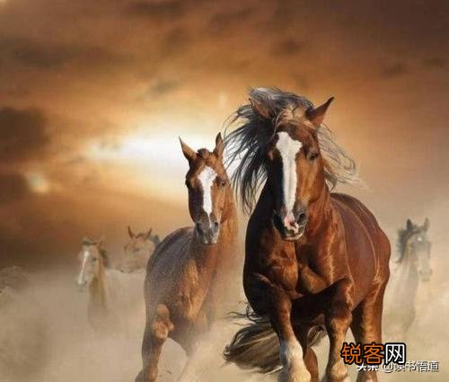 关羽的汗血宝马到底是有多么珍贵？